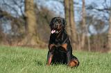 ROTTWEILER 531